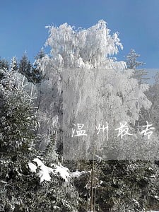 温州最专业的离婚律师 温州最专业的离婚律师