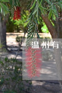温州有逾期能办车贷吗 温州有逾期能办车贷吗