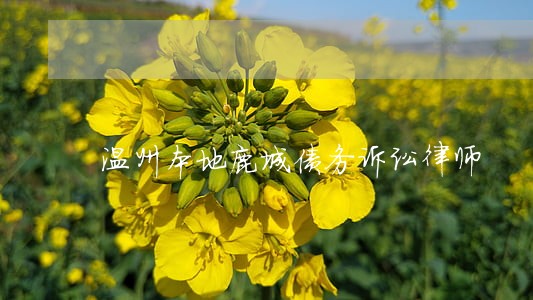 温州本地鹿城债务诉讼律师 温州本地鹿城债务诉讼律师