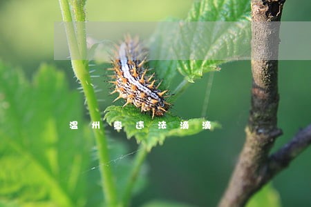 温州查违法滴滴 温州查违法滴滴