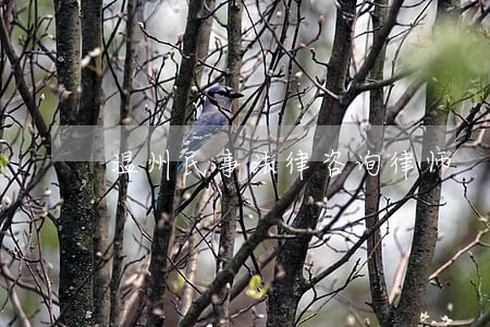 温州民事法律咨询律师 温州民事法律咨询律师