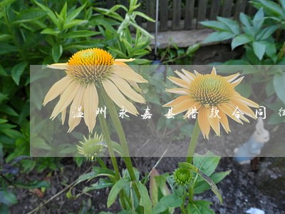 温州永嘉县借款合同律师费怎么算 温州永嘉县借款合同律师费怎么算