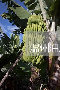 温州油压违法吗