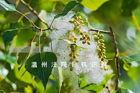 温州法院司机招聘 温州法院司机招聘