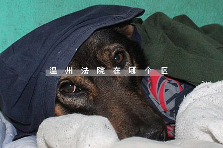 温州法院在哪个区 温州法院在哪个区