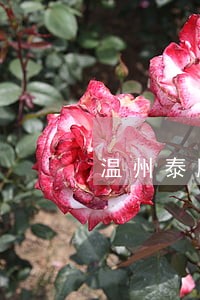温州泰顺债务专业律师收费标准 温州泰顺债务专业律师收费标准