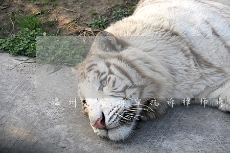 温州瑞安再审抗诉律师诉讼代理 温州瑞安再审抗诉律师诉讼代理