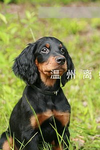 温州离婚法律咨询律师 温州离婚法律咨询律师