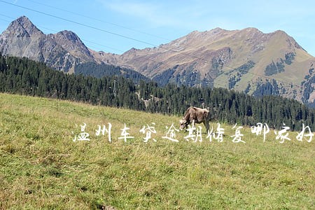 温州车贷逾期修复哪家好