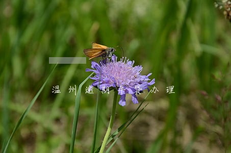 温州逾期车贷办理 温州逾期车贷办理