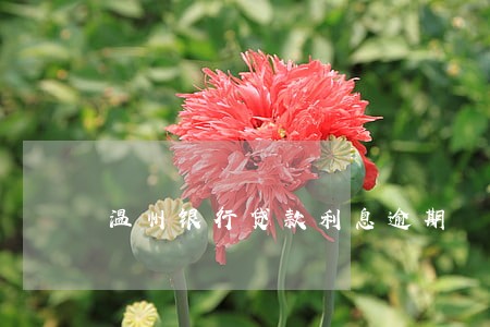 温州银行贷款利息逾期 温州银行贷款利息逾期