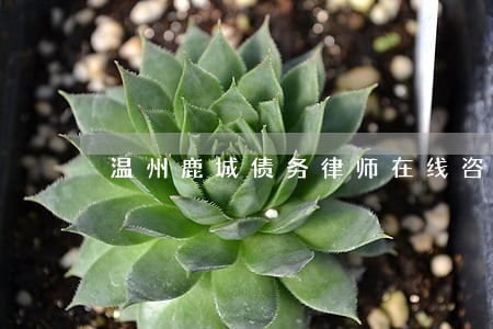 温州鹿城债务律师在线咨询 温州鹿城债务律师在线咨询