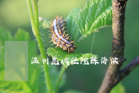 温州鹿城法院陈海滨