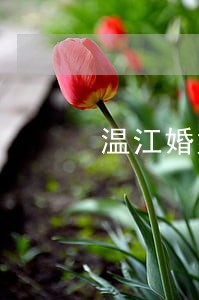 温江婚姻法律咨询金堂