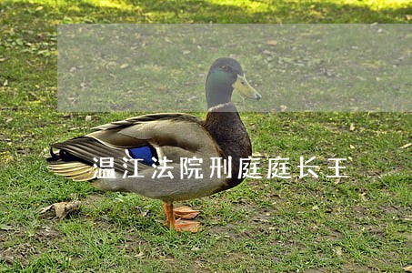 温江法院刑庭庭长王