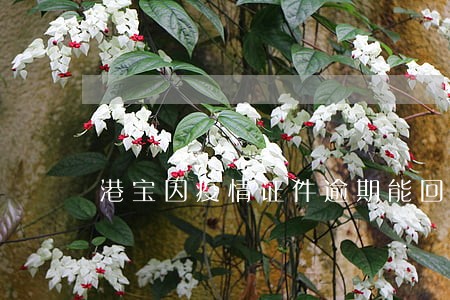 港宝因疫情证件逾期能回香港吗 港宝因疫情证件逾期能回香港吗
