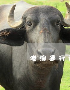 港澳通行证逾期一年怎么办