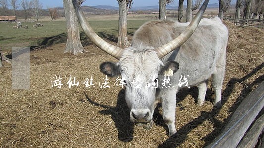 游仙镇法律咨询热线