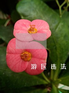 游医违法 游医违法