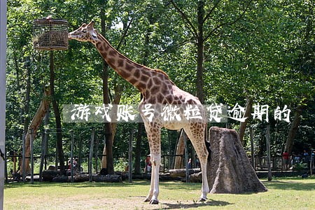 游戏账号微粒贷逾期的 游戏账号微粒贷逾期的