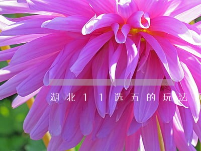 湖北11选五的玩法规则 湖北11选五的玩法规则