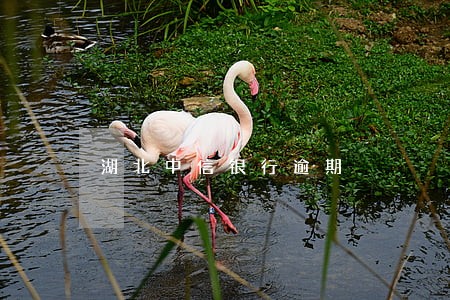 湖北中信银行逾期