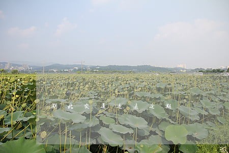 湖北交通违法逾期 湖北交通违法逾期