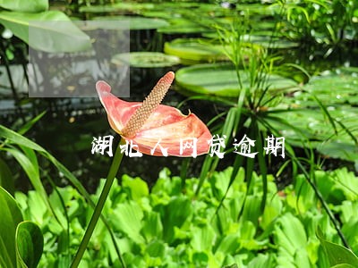 湖北人网贷逾期 湖北人网贷逾期