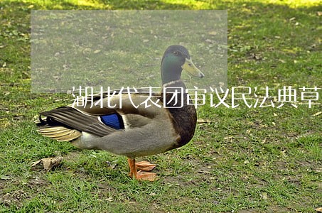 湖北代表团审议民法典草案 湖北代表团审议民法典草案