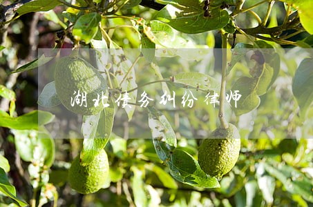 湖北债务纠纷律师 湖北债务纠纷律师