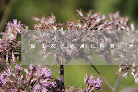 湖北农信信用卡逾期一天 湖北农信信用卡逾期一天