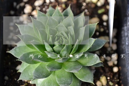 湖北农商行信用卡逾期宽限吗 湖北农商行信用卡逾期宽限吗