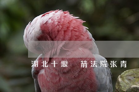 湖北十堰芧箭法院张青