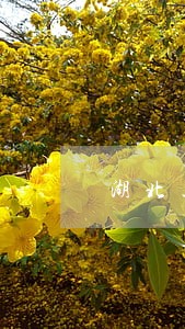 湖北卫视离婚律师 湖北卫视离婚律师
