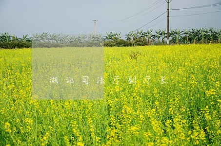 湖北司法厅副厅长 湖北司法厅副厅长