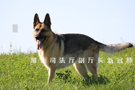 湖北司法厅副厅长新冠肺炎