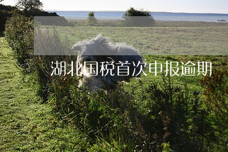 湖北国税首次申报逾期 湖北国税首次申报逾期