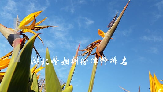 湖北婚姻纠纷律师排名 湖北婚姻纠纷律师排名