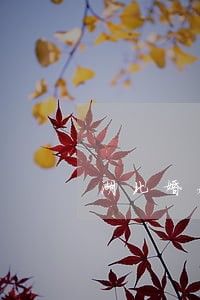 湖北婚姻诉讼代理律师咨询电话 湖北婚姻诉讼代理律师咨询电话