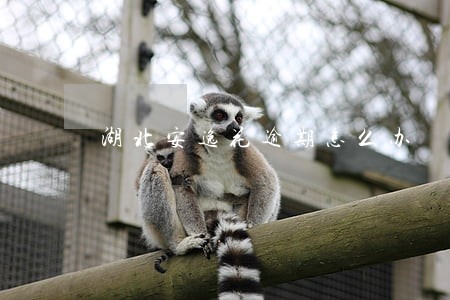 湖北安逸花逾期怎么办 湖北安逸花逾期怎么办