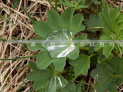 湖北宜昌请合同纠纷律师团队 湖北宜昌请合同纠纷律师团队