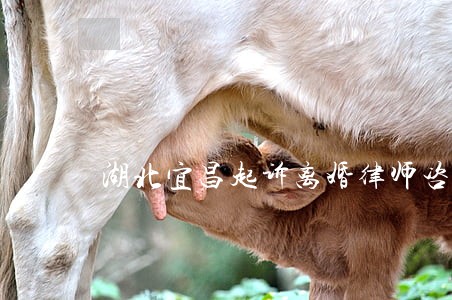 湖北宜昌起诉离婚律师咨询电话 湖北宜昌起诉离婚律师咨询电话