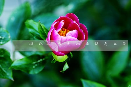 湖北小米金融逾期怎么处理