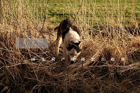 湖北房产律师怎么收费