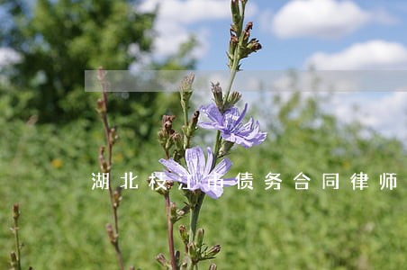 湖北枝江市债务合同律师 湖北枝江市债务合同律师
