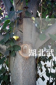 湖北武汉厉害的经济合同律师介绍 湖北武汉厉害的经济合同律师介绍