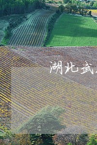 湖北武汉的号码说贷款逾期 湖北武汉的号码说贷款逾期