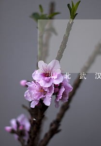 湖北武汉请债务律师 湖北武汉请债务律师