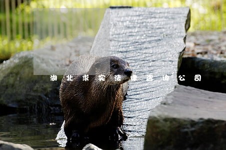 湖北求实法律咨询公司