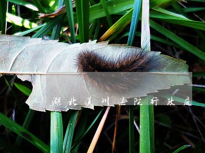 湖北汉川法院行政庭